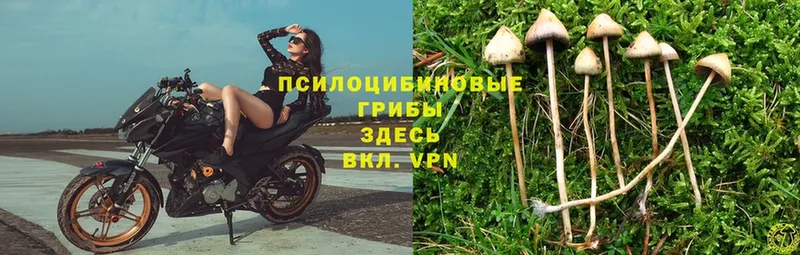 закладки  Людиново  Галлюциногенные грибы Cubensis 