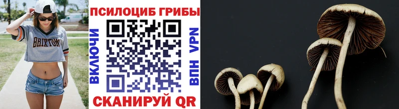 ссылка на мегу tor  Людиново  Псилоцибиновые грибы Cubensis  продажа наркотиков 